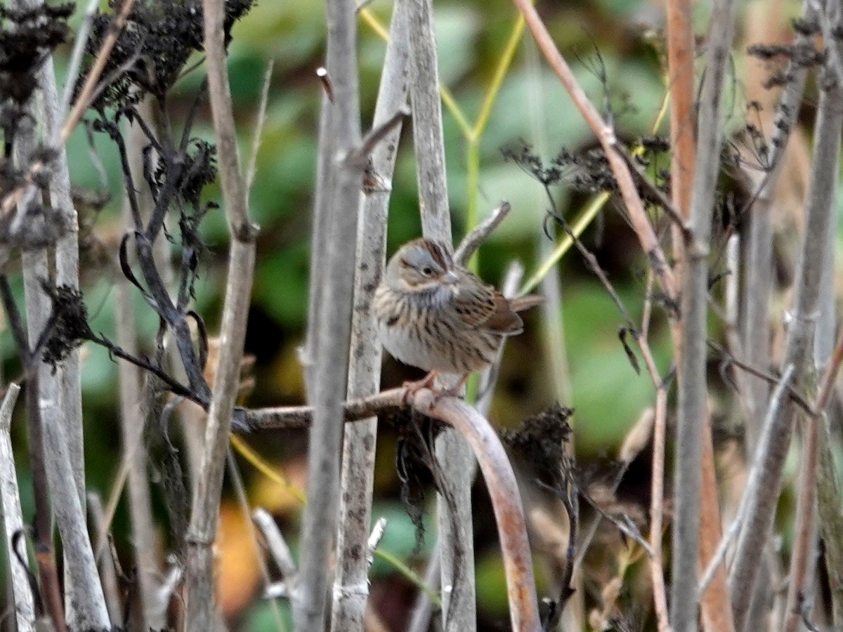 Lincoln's Sparrow - ML625403302