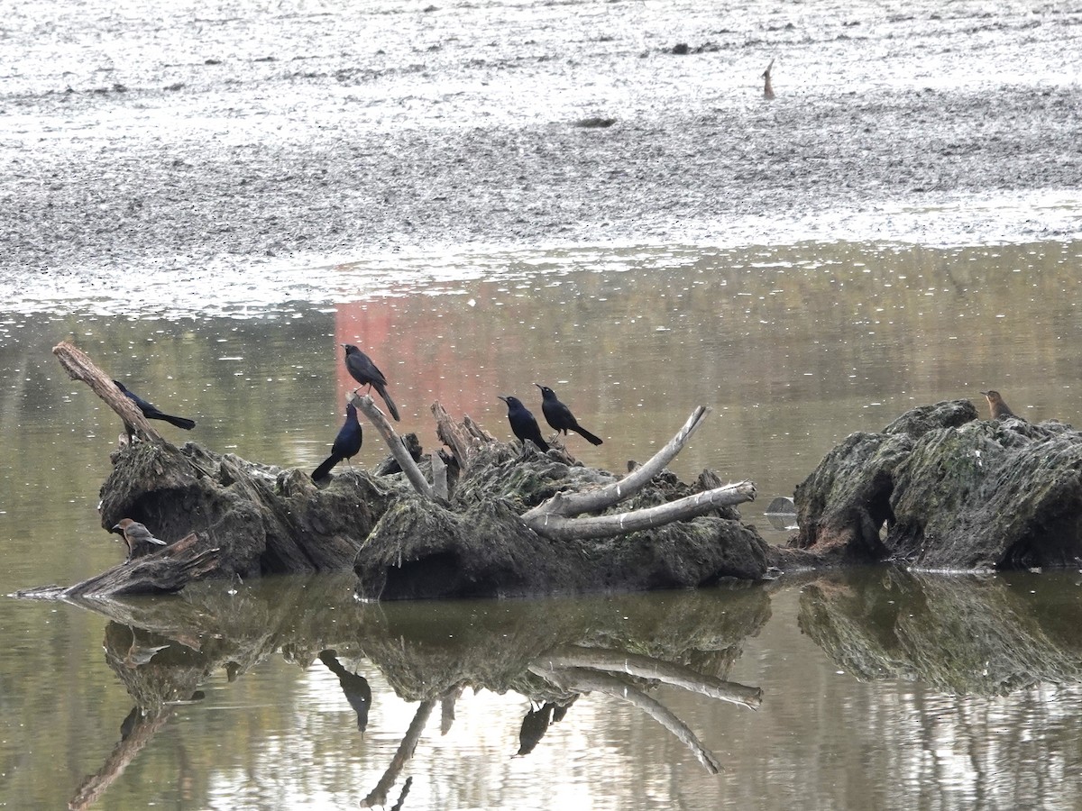 Great-tailed Grackle - ML625403315