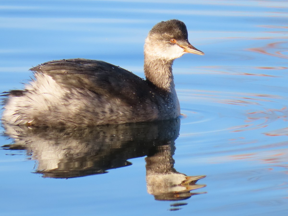 Eared Grebe - ML625403318