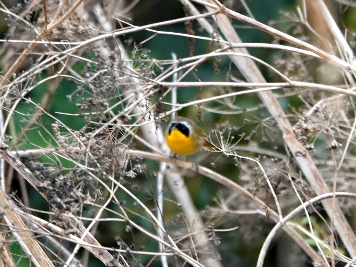Common Yellowthroat - ML625403320