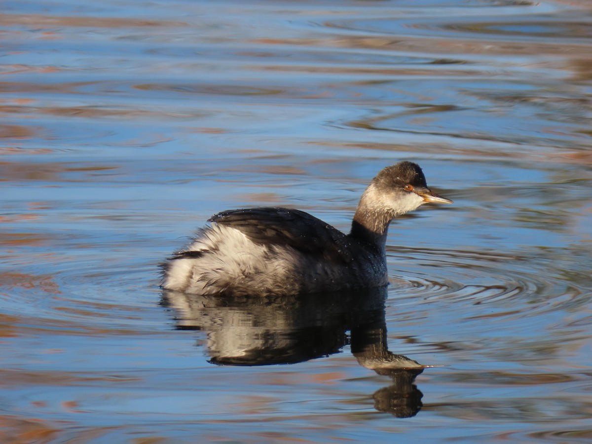 Eared Grebe - ML625403322