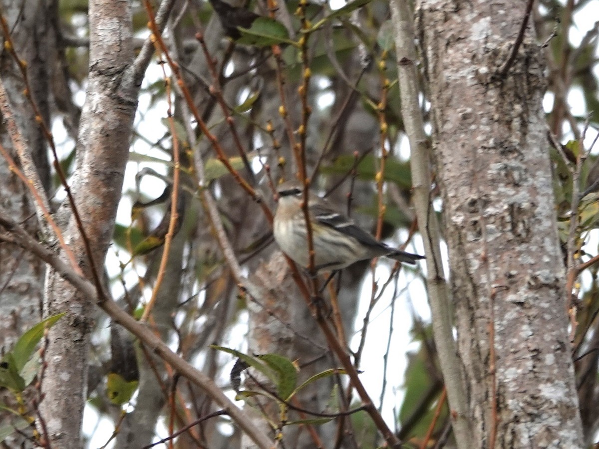 Yellow-rumped Warbler - ML625403325