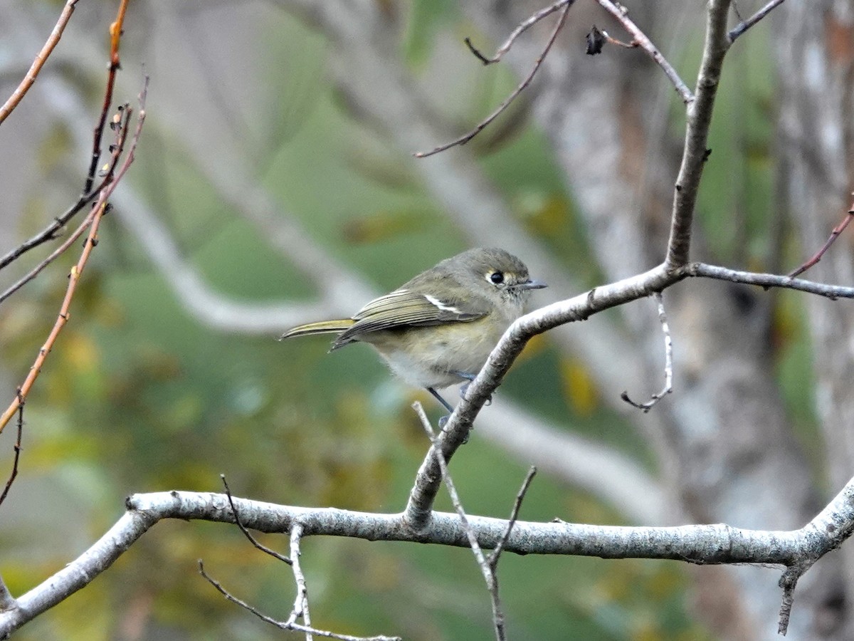 Hutton's Vireo - ML625403345