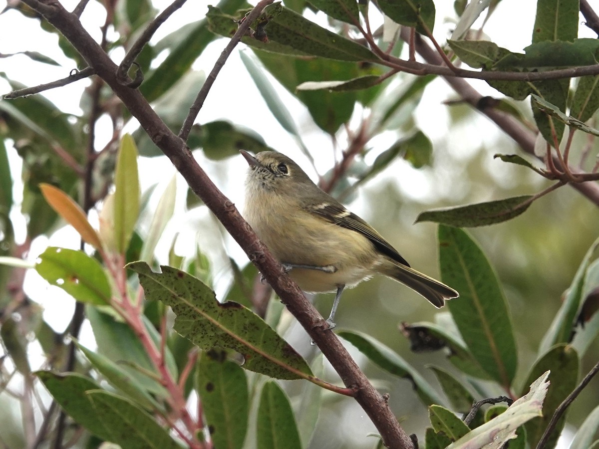 Hutton's Vireo - ML625403350