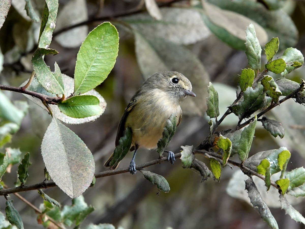 Hutton's Vireo - ML625403351