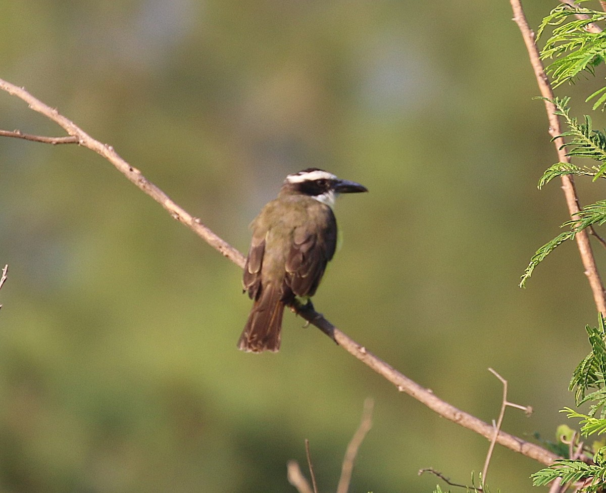 Boat-billed Flycatcher - ML625403365