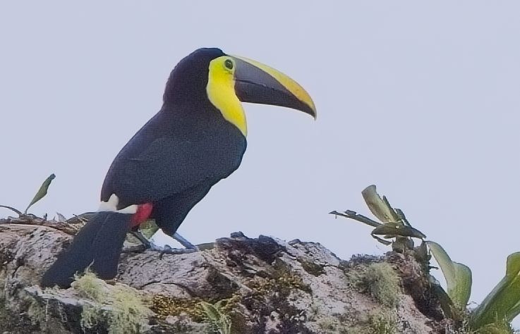 Toucan tocard (ambiguus/abbreviatus) - ML625403366