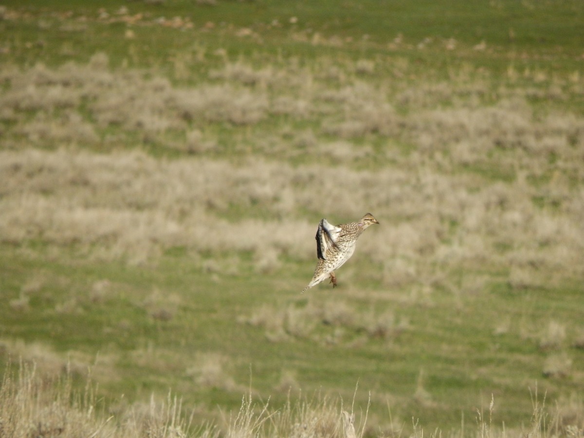 Sharp-tailed Grouse - ML625403384