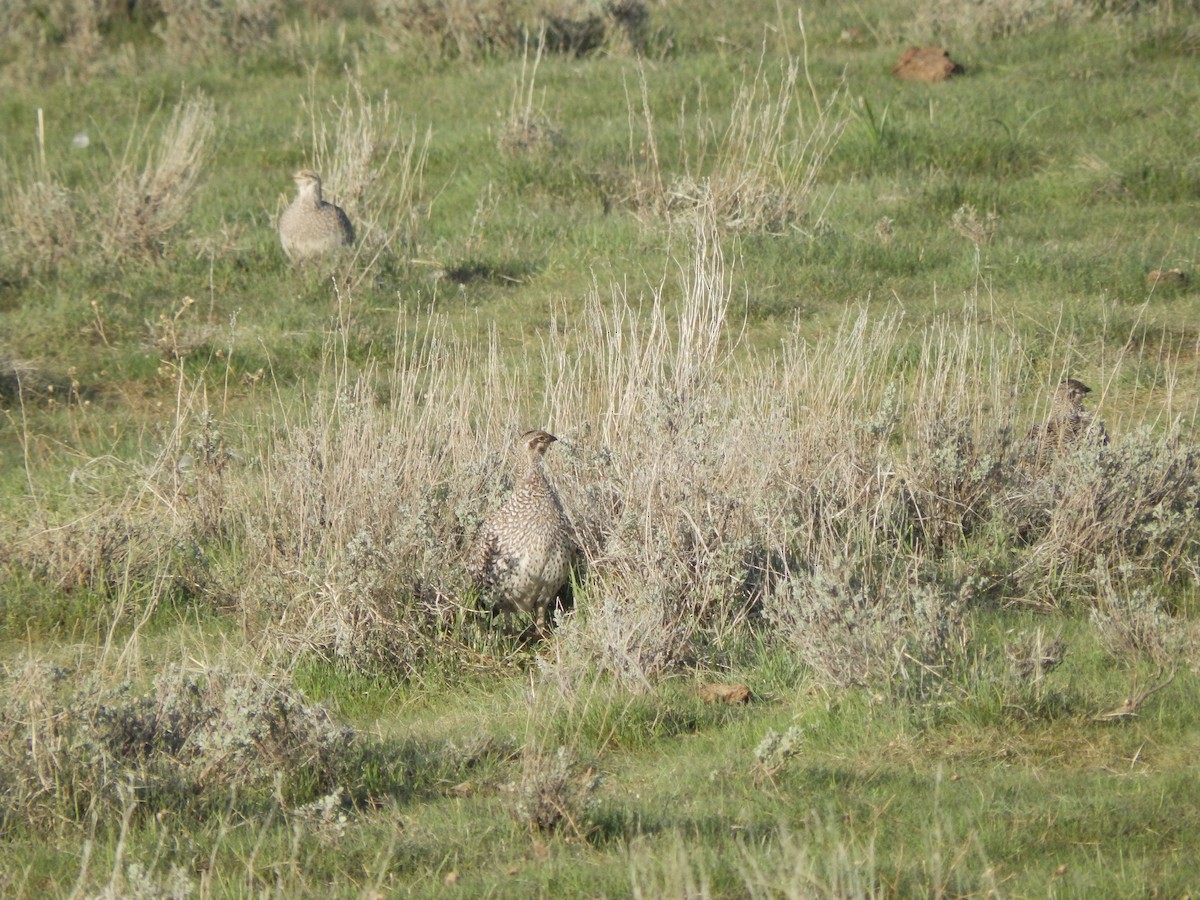 Sharp-tailed Grouse - ML625403385