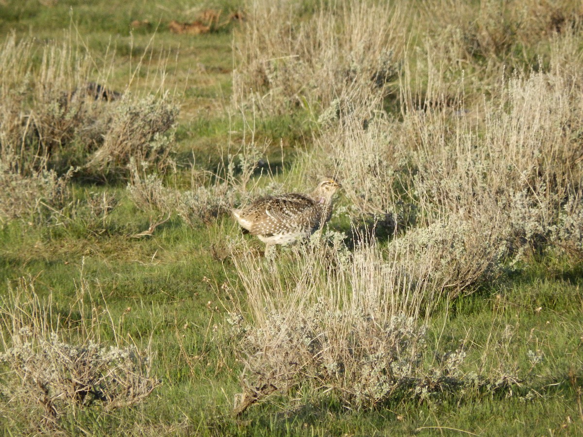 Sharp-tailed Grouse - ML625403386