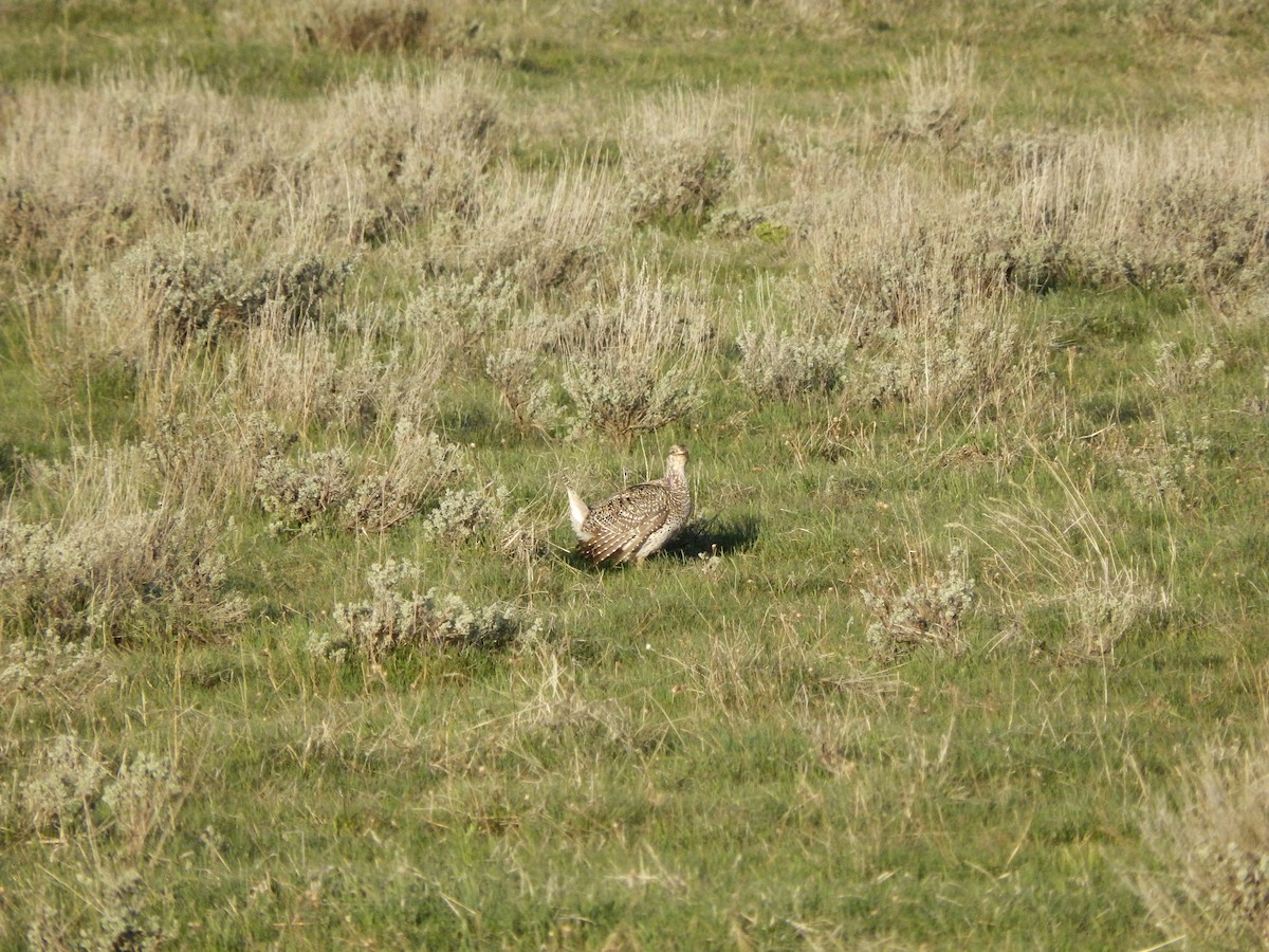 Sharp-tailed Grouse - ML625403387