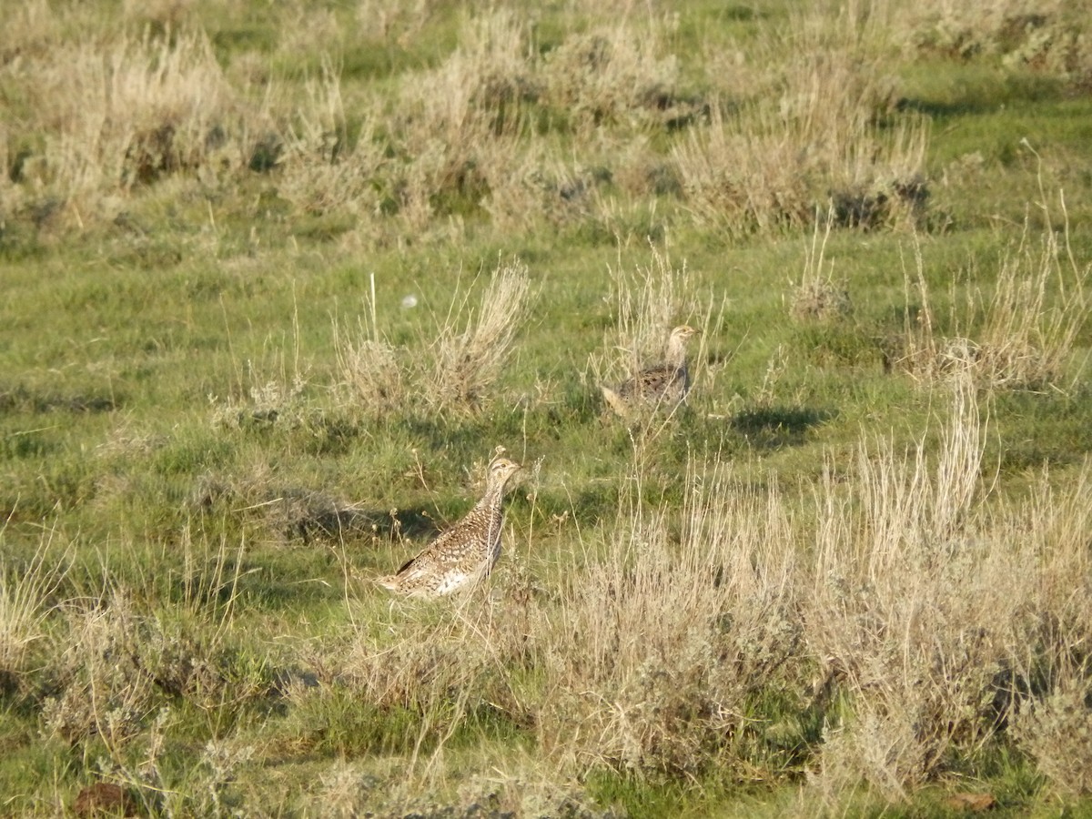 Sharp-tailed Grouse - ML625403388