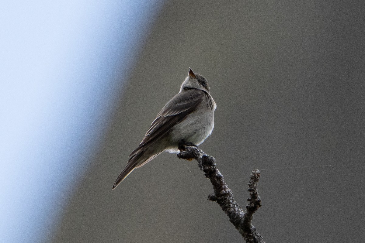 Western Wood-Pewee - ML625403463