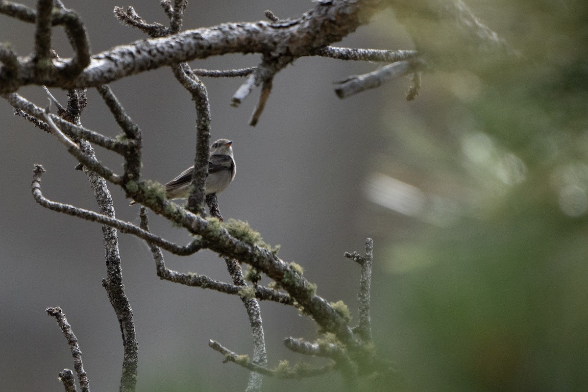 Western Wood-Pewee - ML625403465