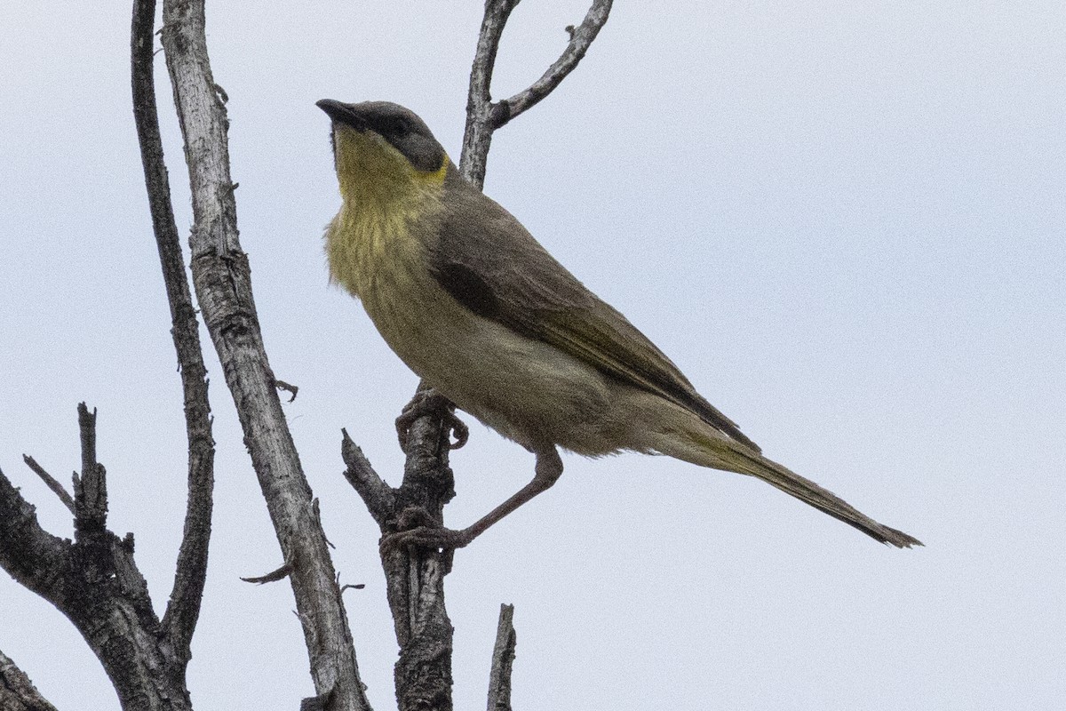 Gray-headed Honeyeater - ML625403543