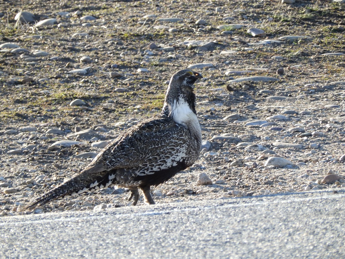 Greater Sage-Grouse - ML625403593