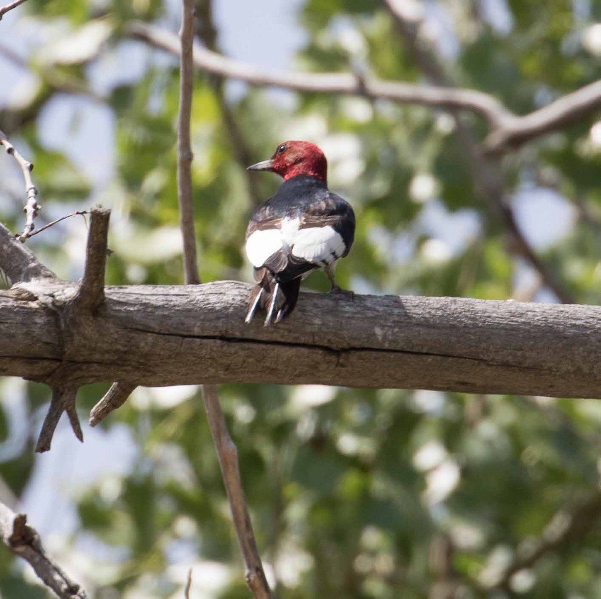 Red-headed Woodpecker - ML62540361
