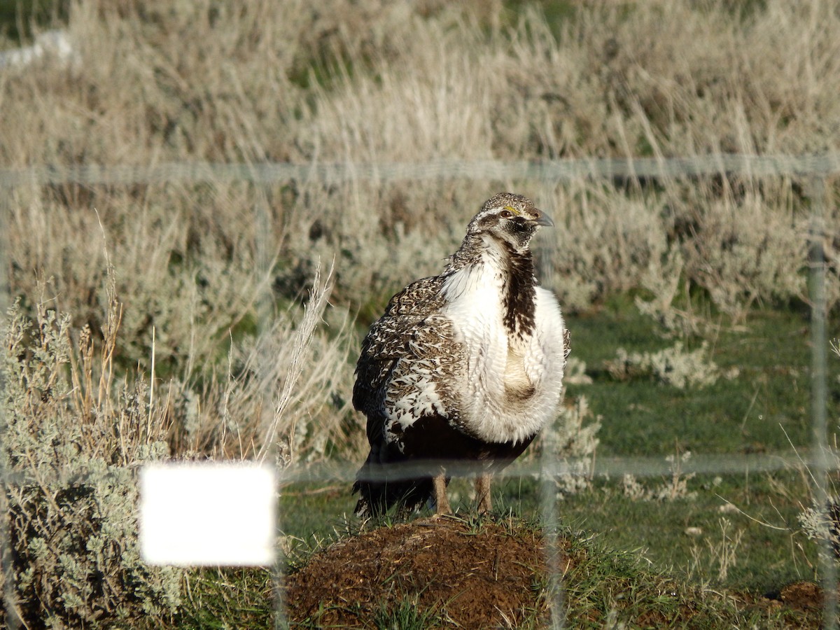 Greater Sage-Grouse - ML625403624