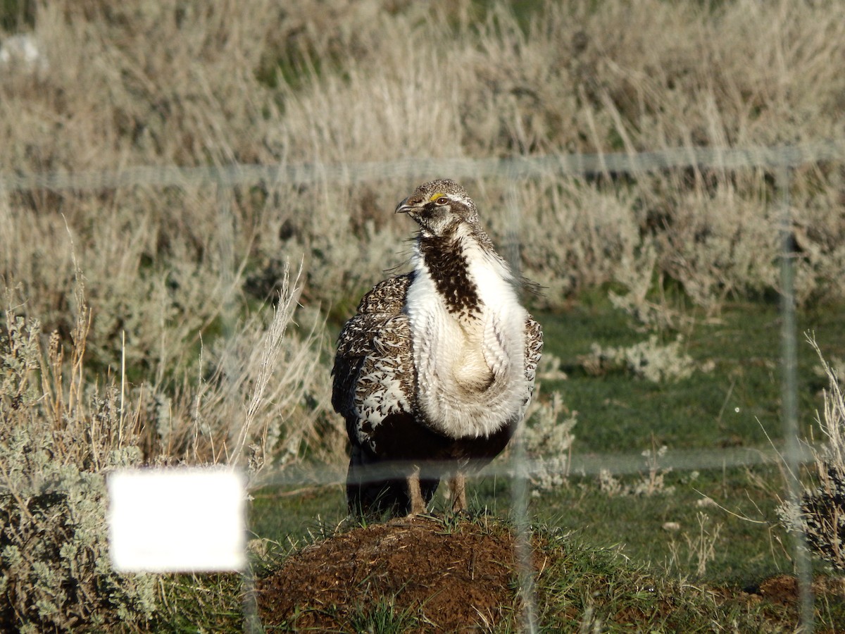 Greater Sage-Grouse - ML625403625