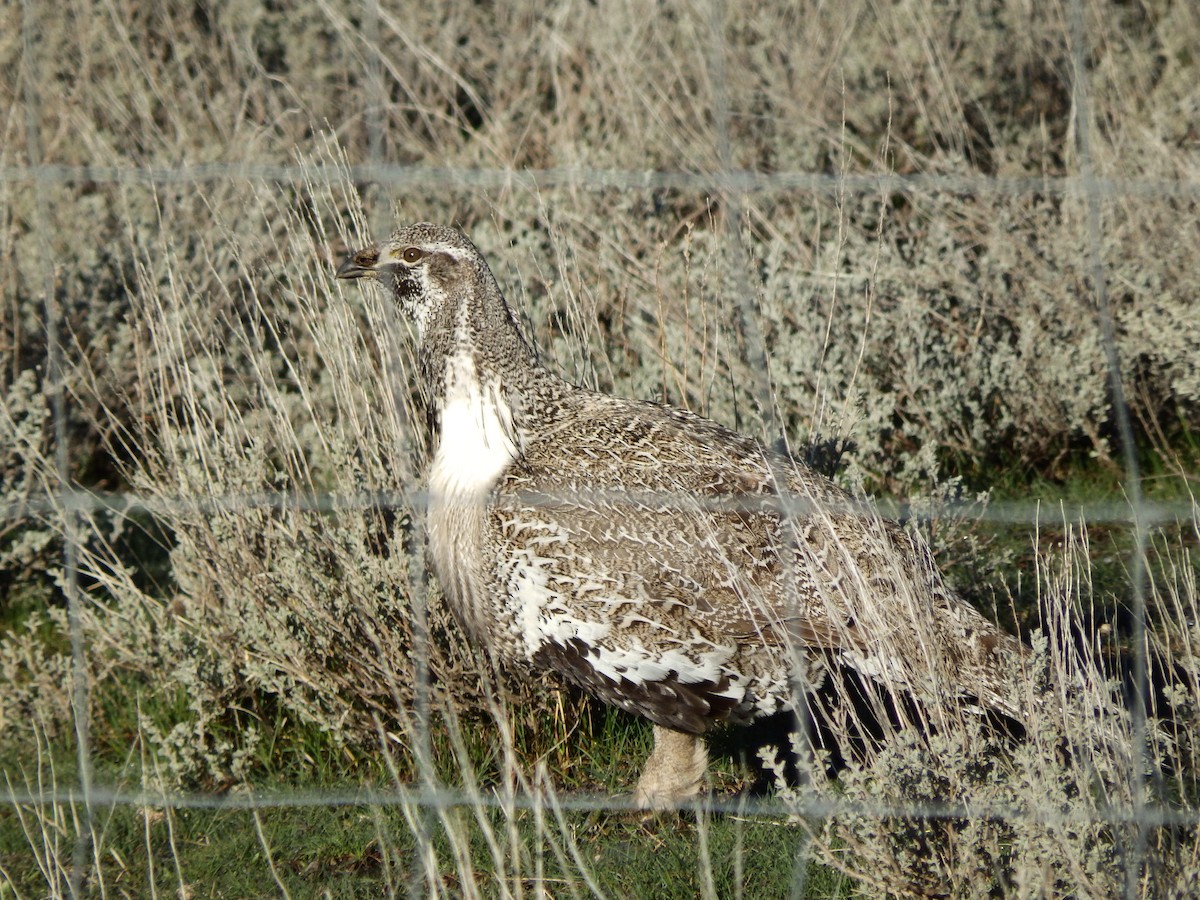 Çalı Tavuğu - ML625403626