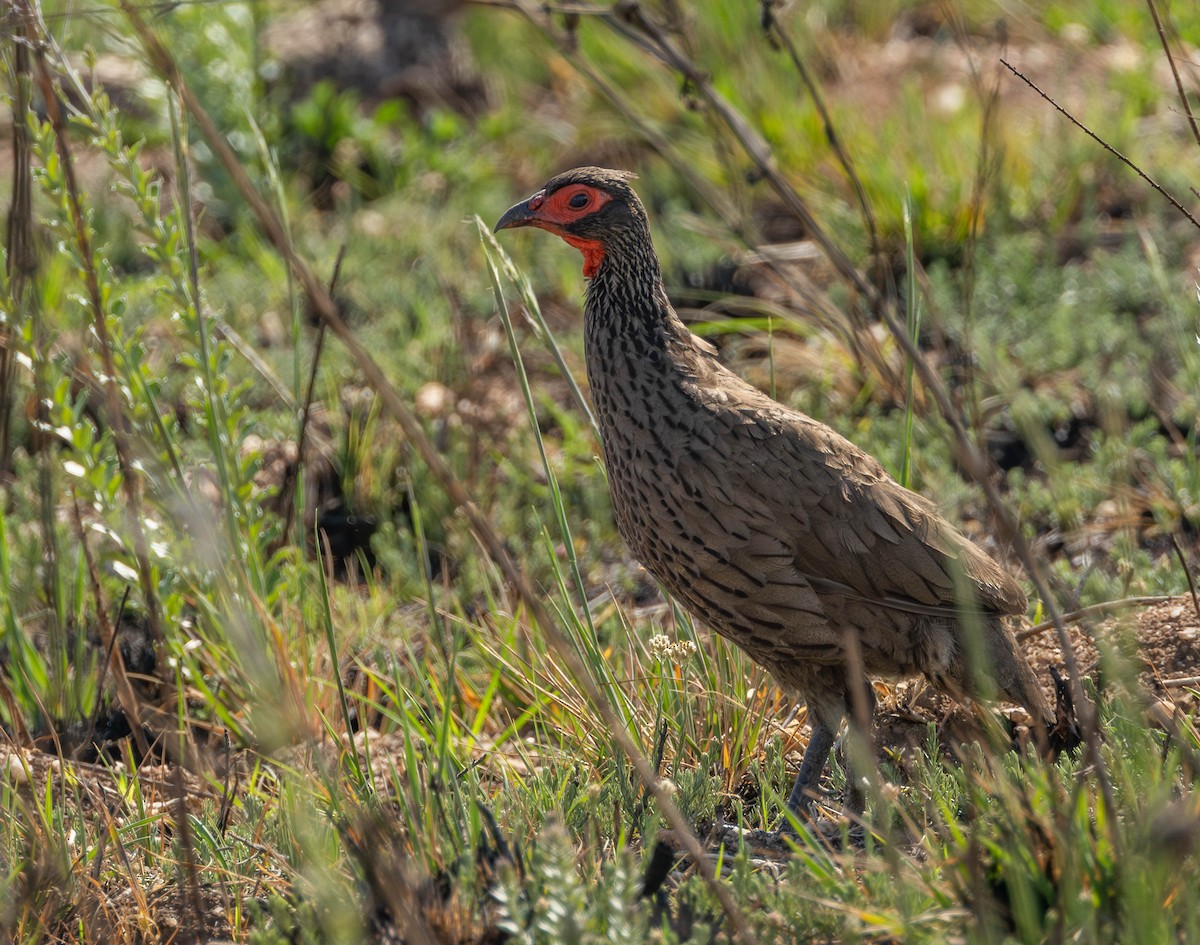 Swainson's Spurfowl - Garret Skead