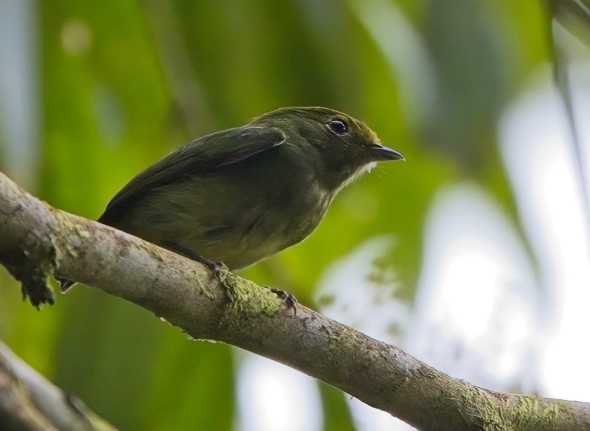 Blue-rumped Manakin - ML625403677