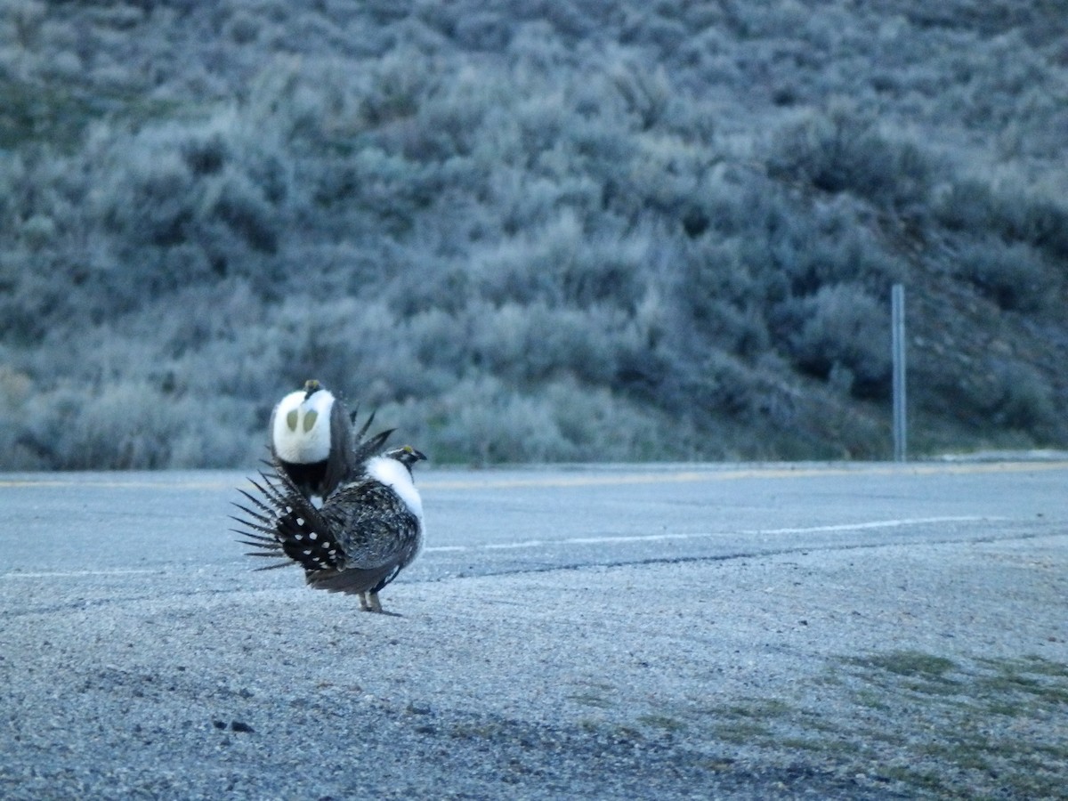 Greater Sage-Grouse - ML625403709