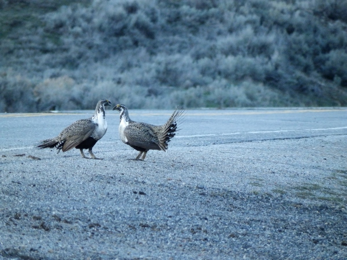 Greater Sage-Grouse - ML625403710