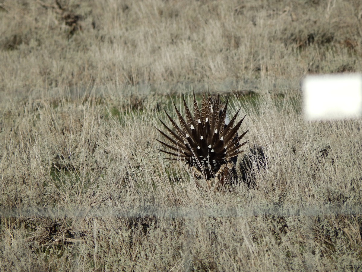Greater Sage-Grouse - ML625403711