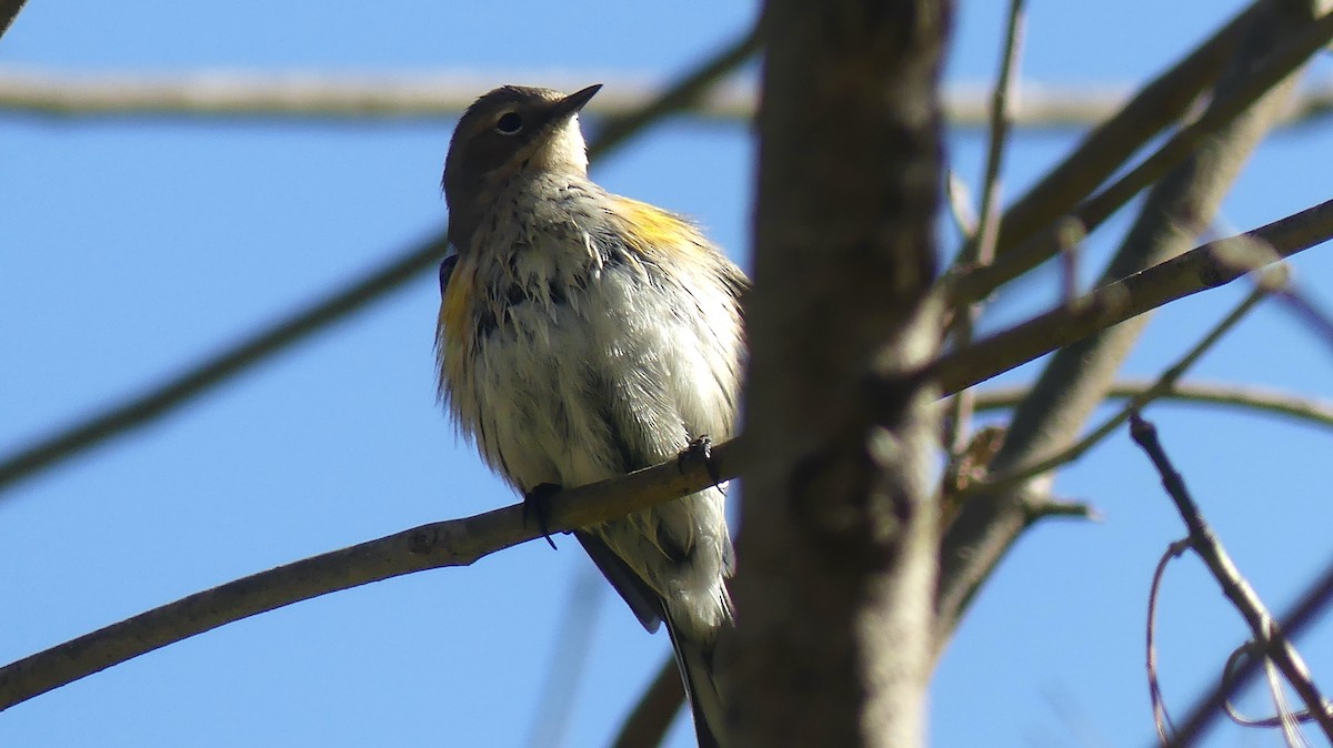 Yellow-rumped Warbler (Myrtle) - ML625403713