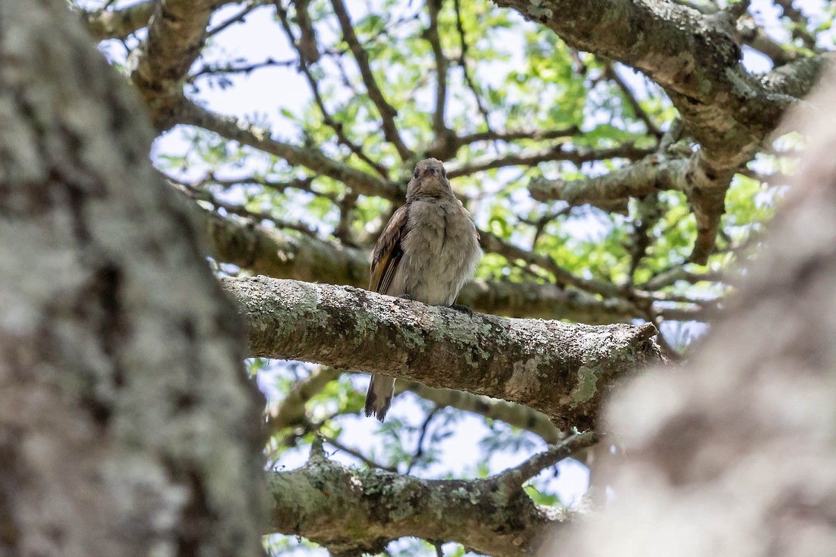 Scaly-throated Honeyguide - ML625403715