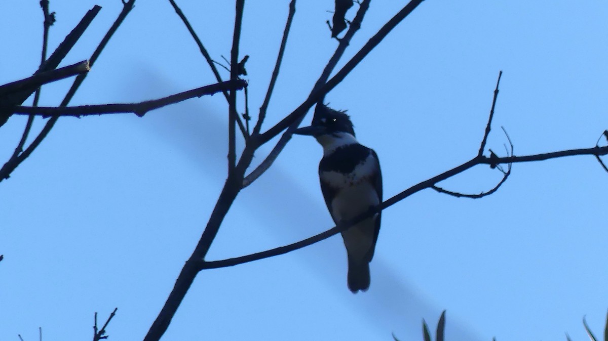 Belted Kingfisher - ML625403727