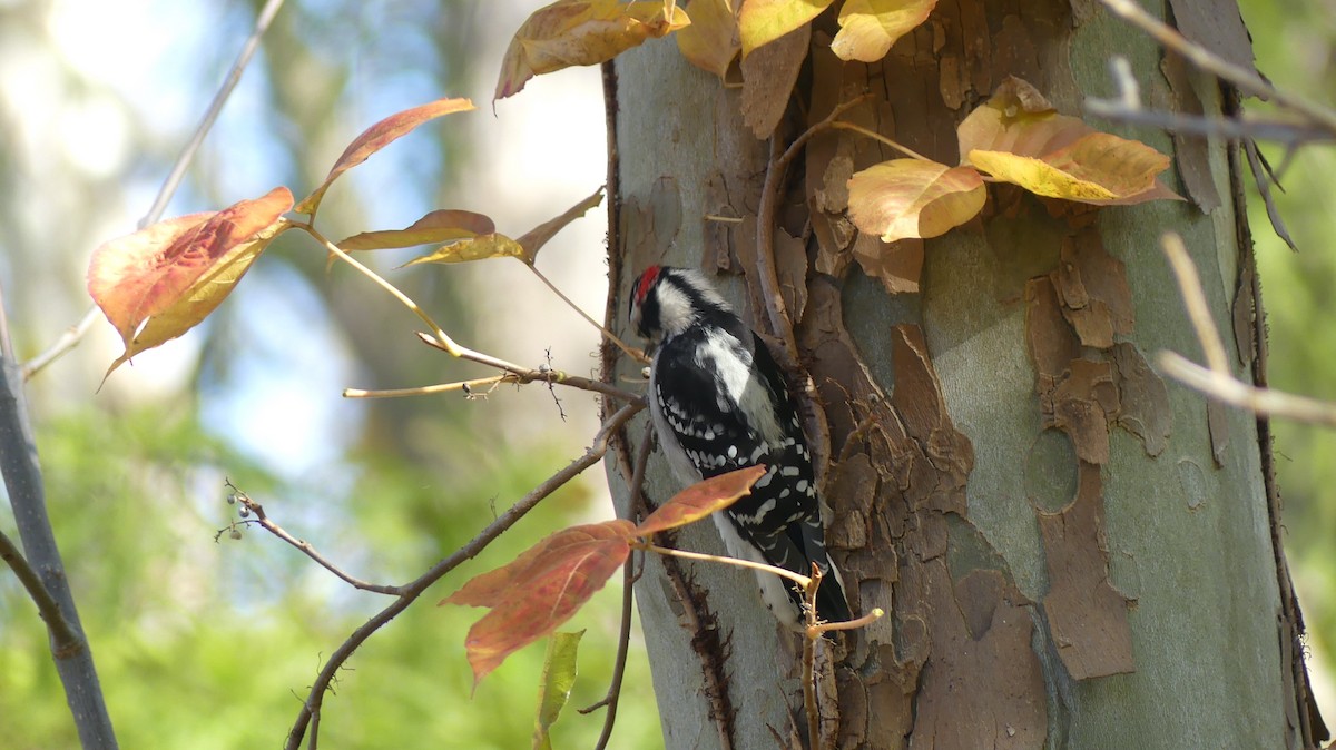 Downy Woodpecker - ML625403735