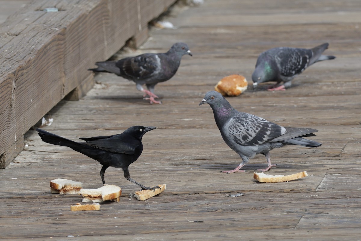 Great-tailed Grackle - ML625403758