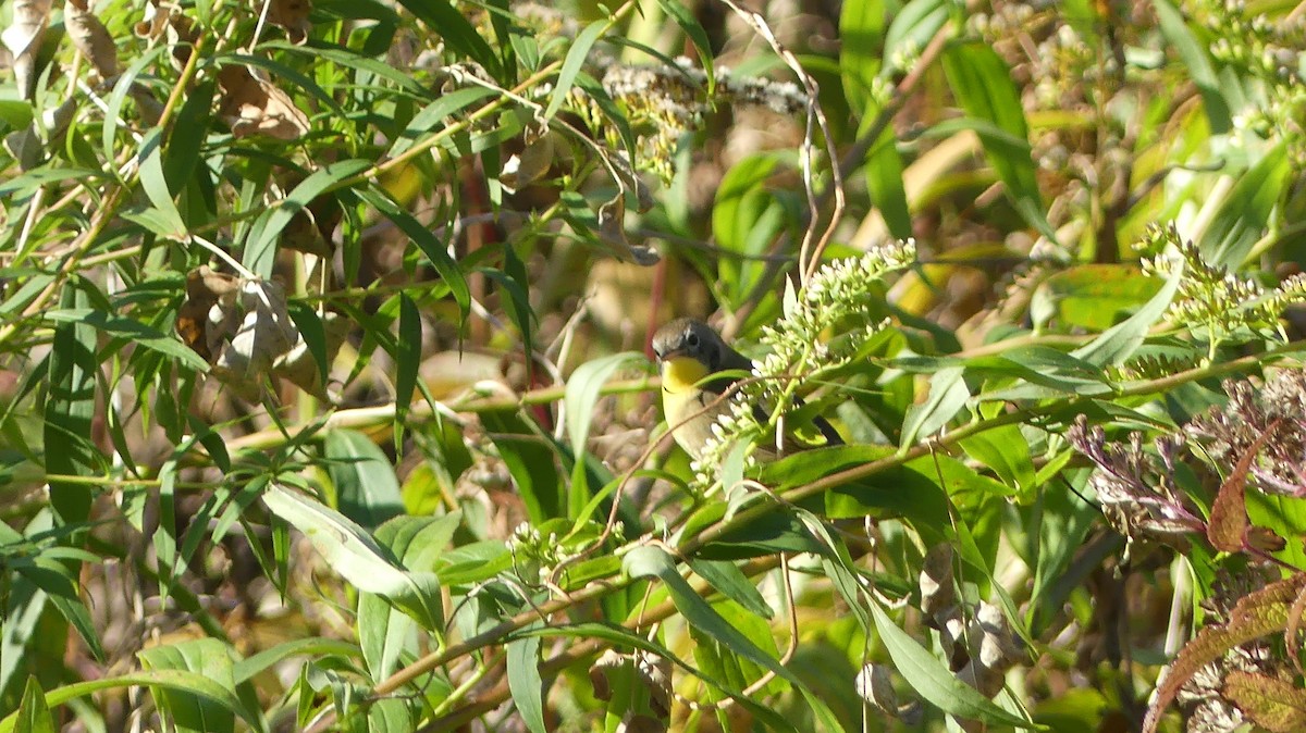 Common Yellowthroat - ML625403761