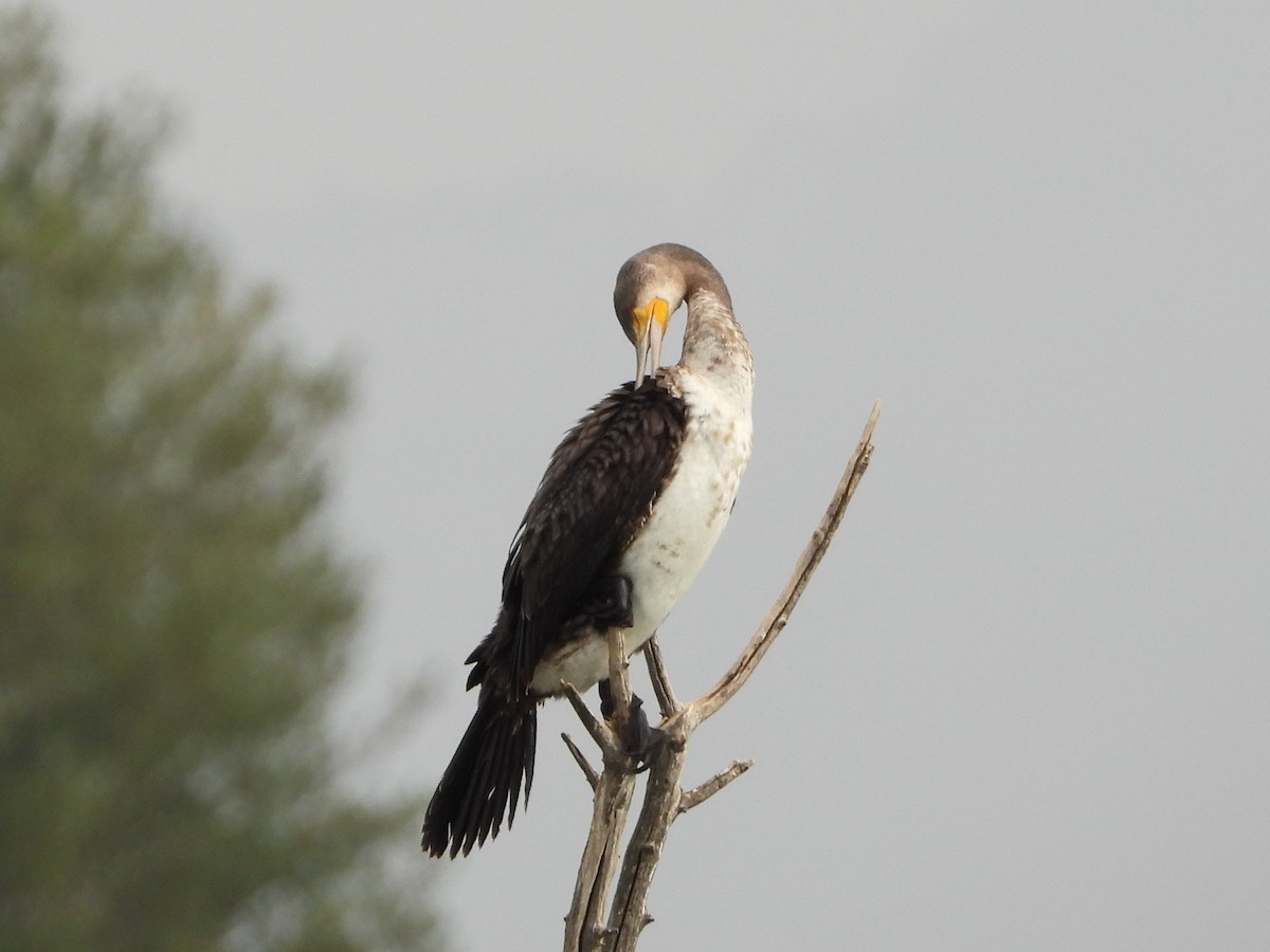 Great Cormorant - ML625403768