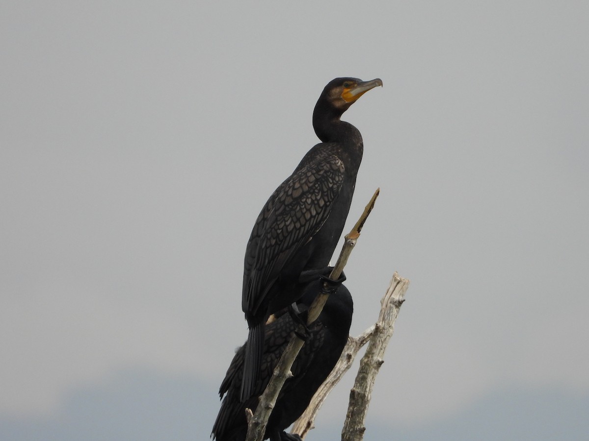 Great Cormorant - ML625403776