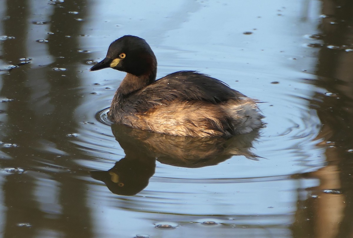 Australasian Grebe - ML625403812