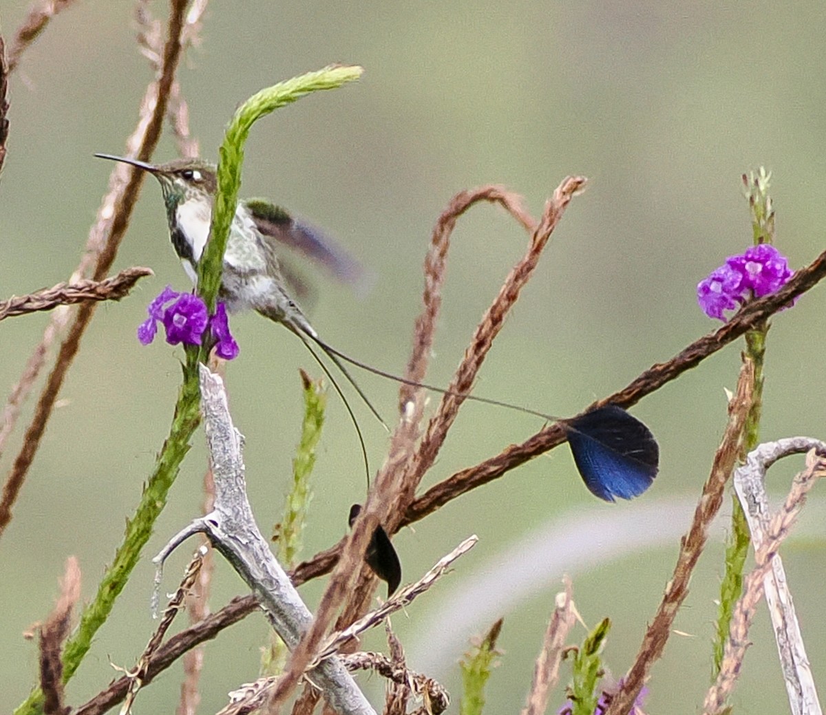 Marvelous Spatuletail - ML625403833