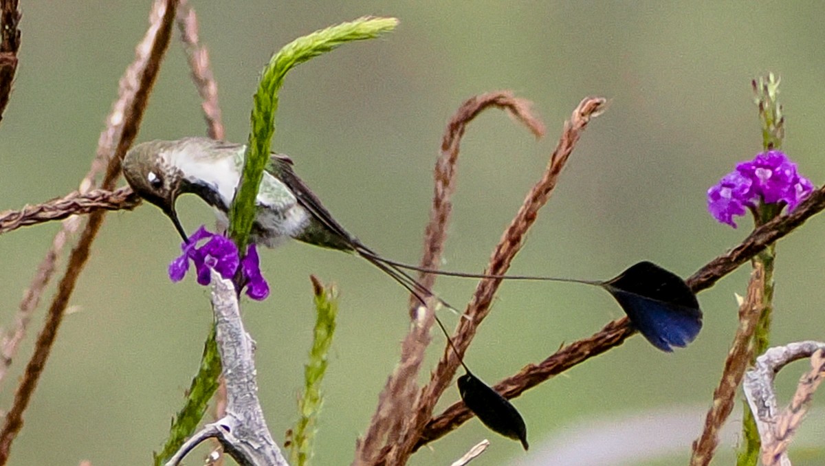 Marvelous Spatuletail - ML625403834