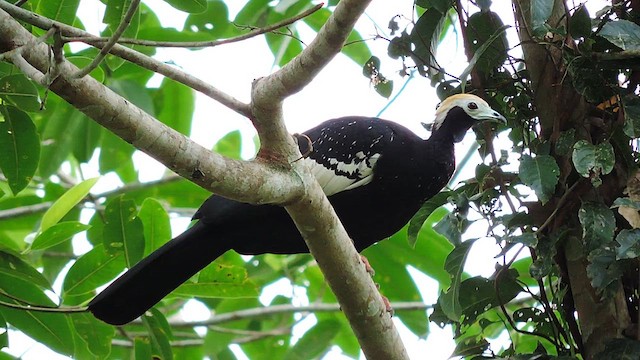 Blue-throated Piping-Guan - ML625403836