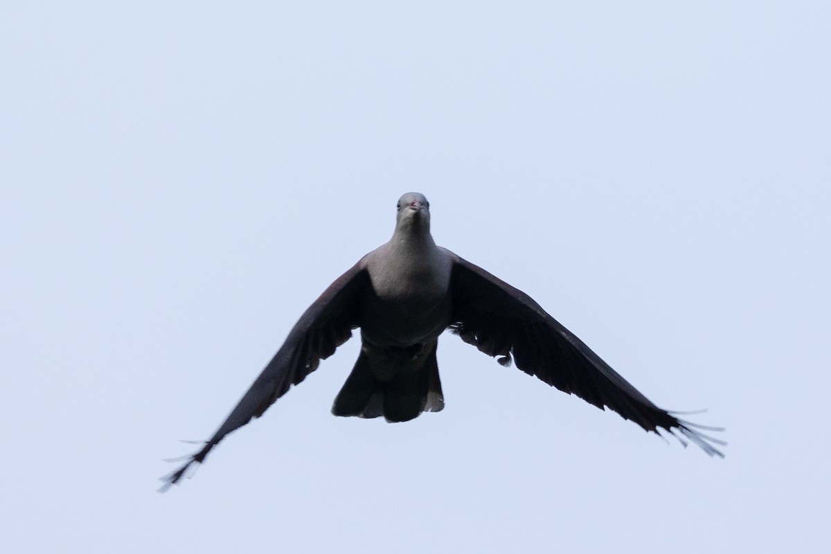 Mountain Imperial-Pigeon - ML625403848