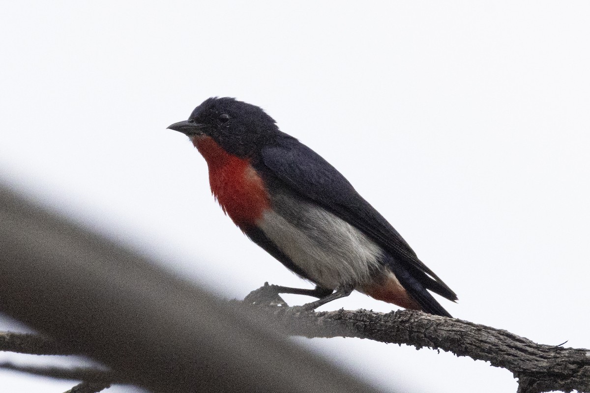 Mistletoebird - ML625403861