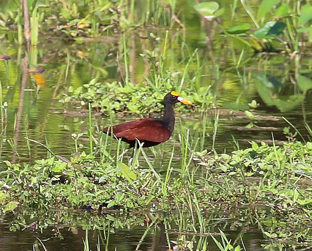 Northern Jacana - ML625403874