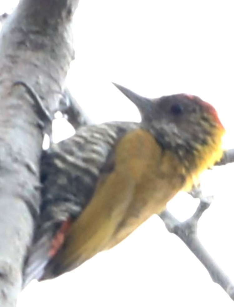 Red-rumped Woodpecker - ML625403884