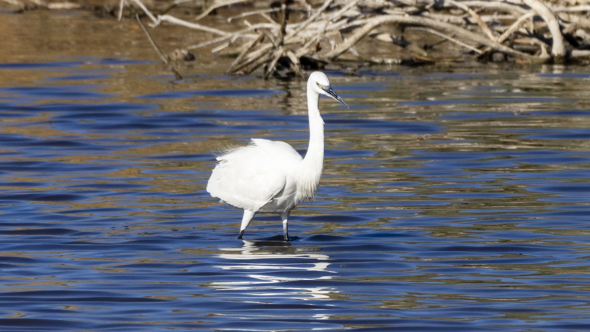 Little Egret - Yehiel Engel