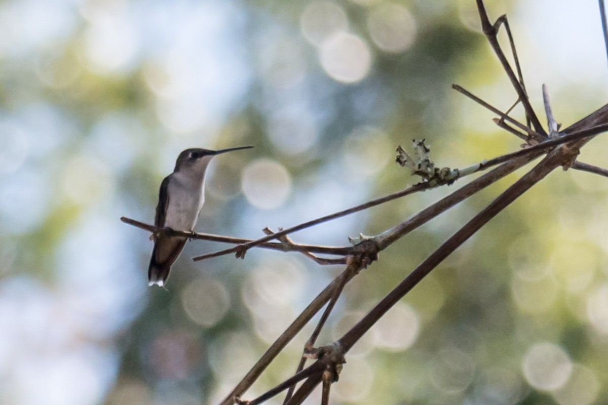 Ruby-throated Hummingbird - ML625403949