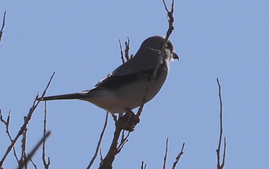 Alcaudón Boreal - ML625403987