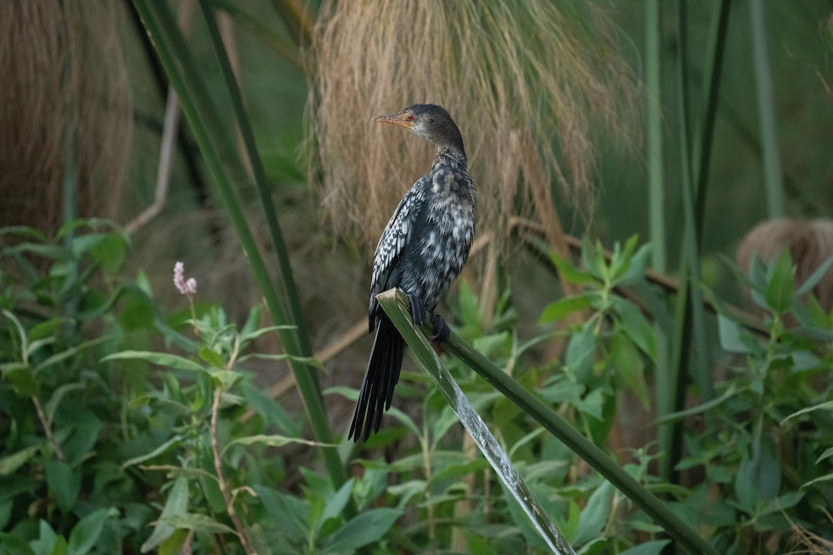 Reed Cormorant - ML625403999