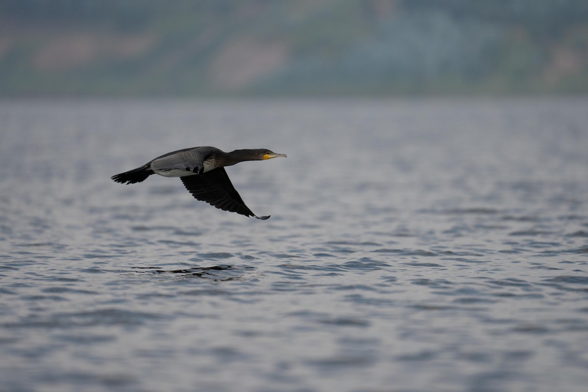 Great Cormorant - ML625404002